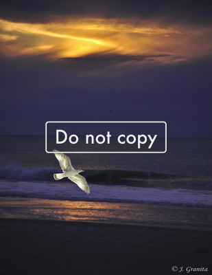 Sunrise with seagull #10-38