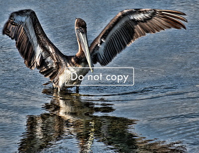 DSC_3836 pelican with wings spread