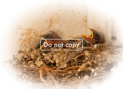 _DSC5399 baby birds
